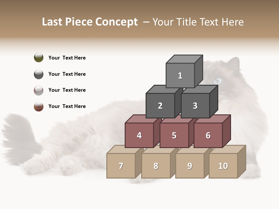 Ragdoll Cat Cat Gray PowerPoint Template