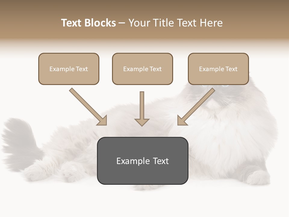 Ragdoll Cat Cat Gray PowerPoint Template