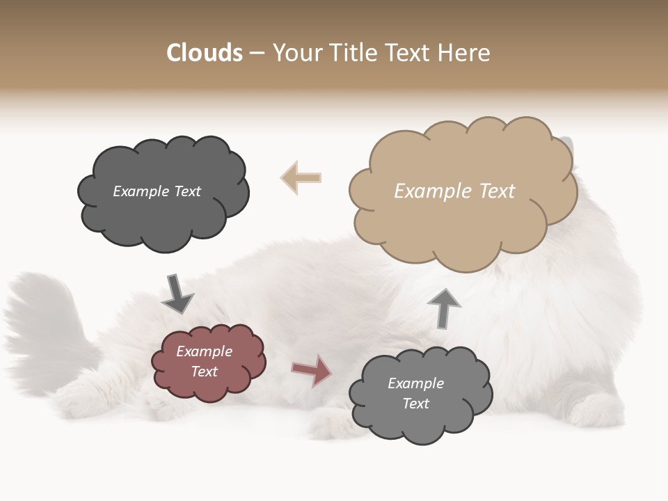 Ragdoll Cat Cat Gray PowerPoint Template