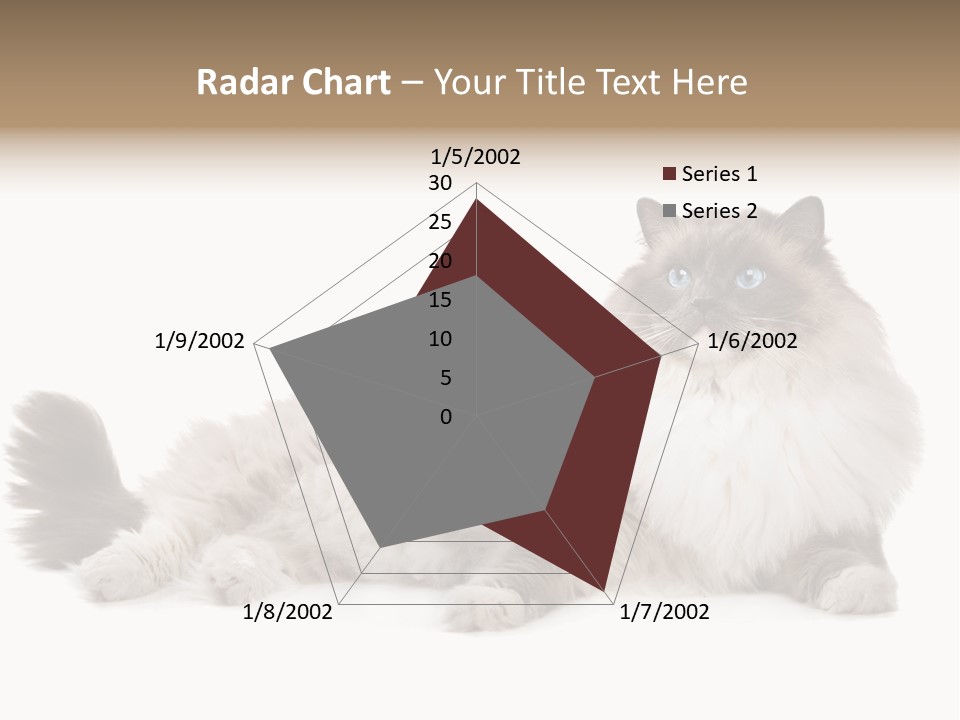 Ragdoll Cat Cat Gray PowerPoint Template