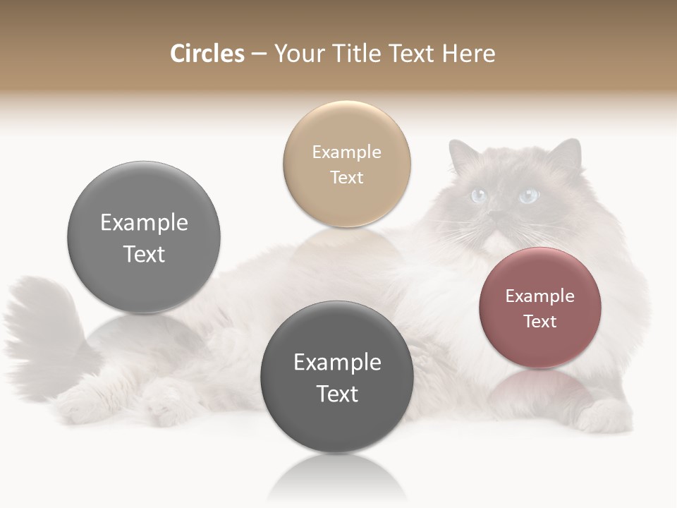 Ragdoll Cat Cat Gray PowerPoint Template