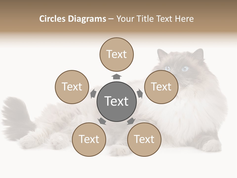 Ragdoll Cat Cat Gray PowerPoint Template