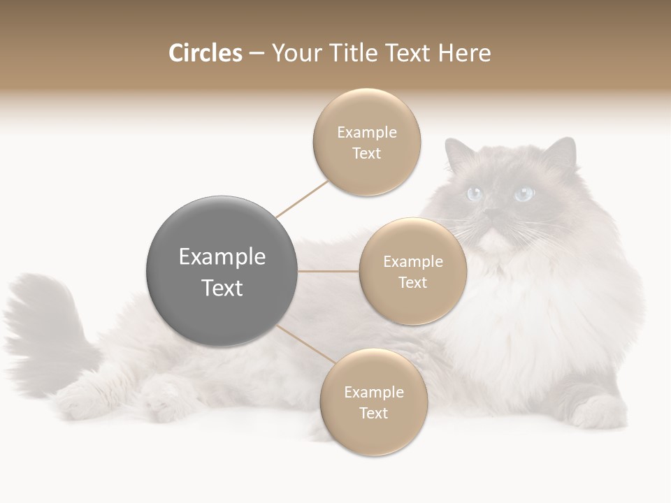 Ragdoll Cat Cat Gray PowerPoint Template