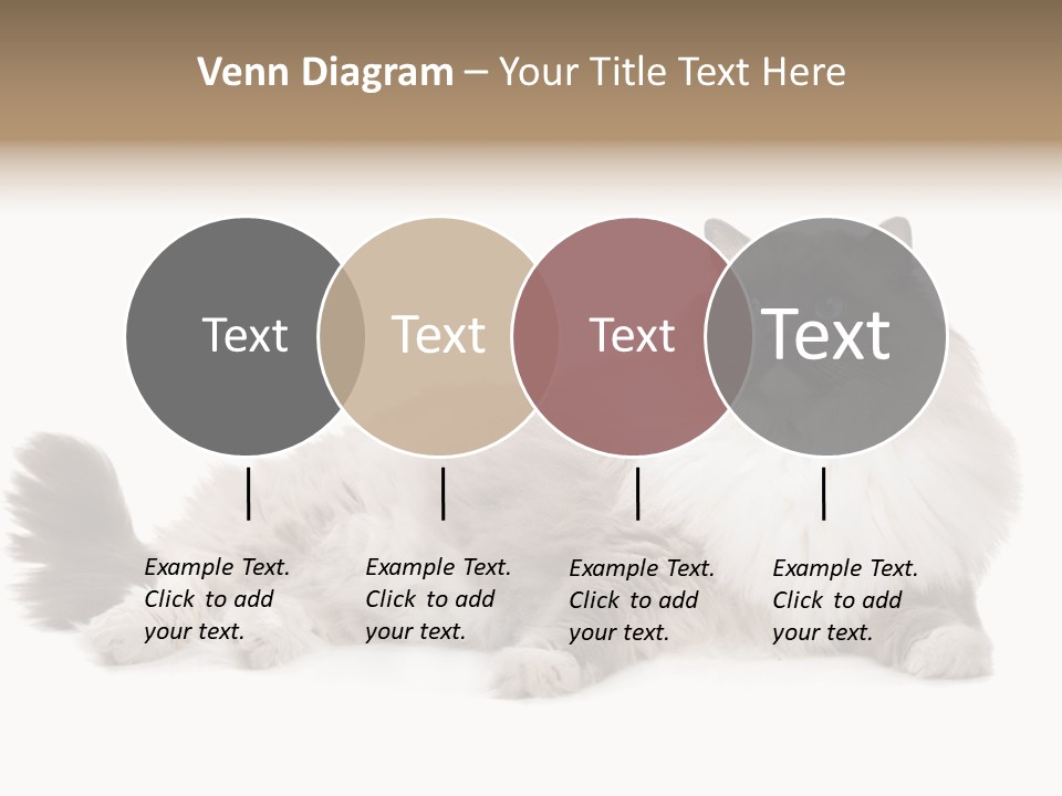 Ragdoll Cat Cat Gray PowerPoint Template