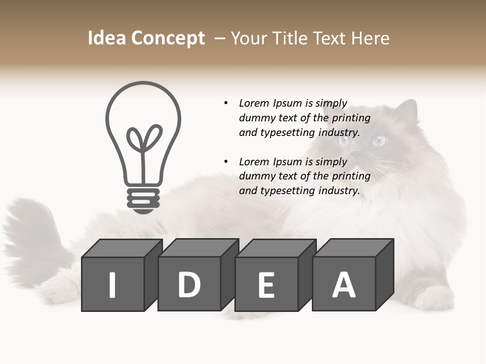 Ragdoll Cat Cat Gray PowerPoint Template