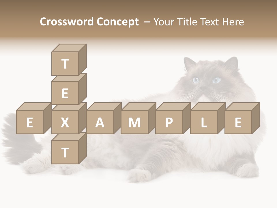 Ragdoll Cat Cat Gray PowerPoint Template