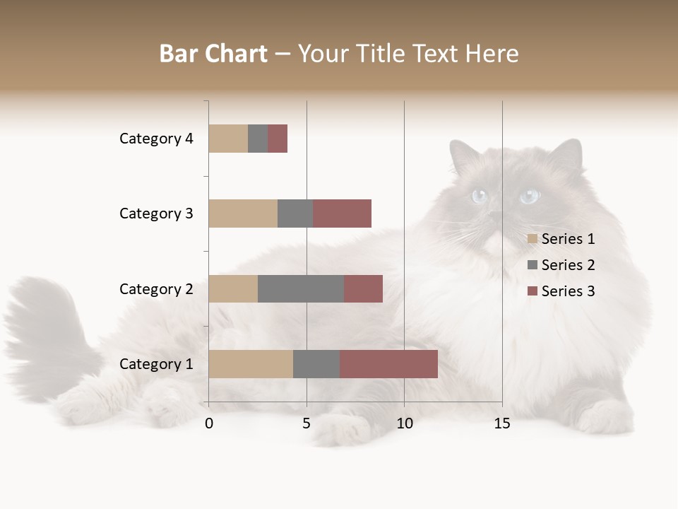 Ragdoll Cat Cat Gray PowerPoint Template