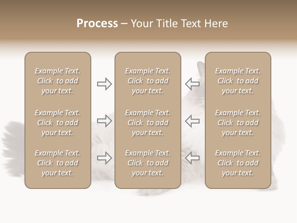 Ragdoll Cat Cat Gray PowerPoint Template