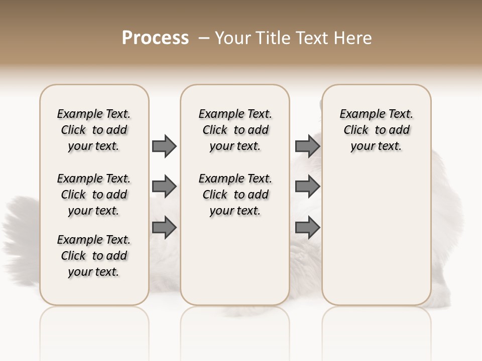 Ragdoll Cat Cat Gray PowerPoint Template
