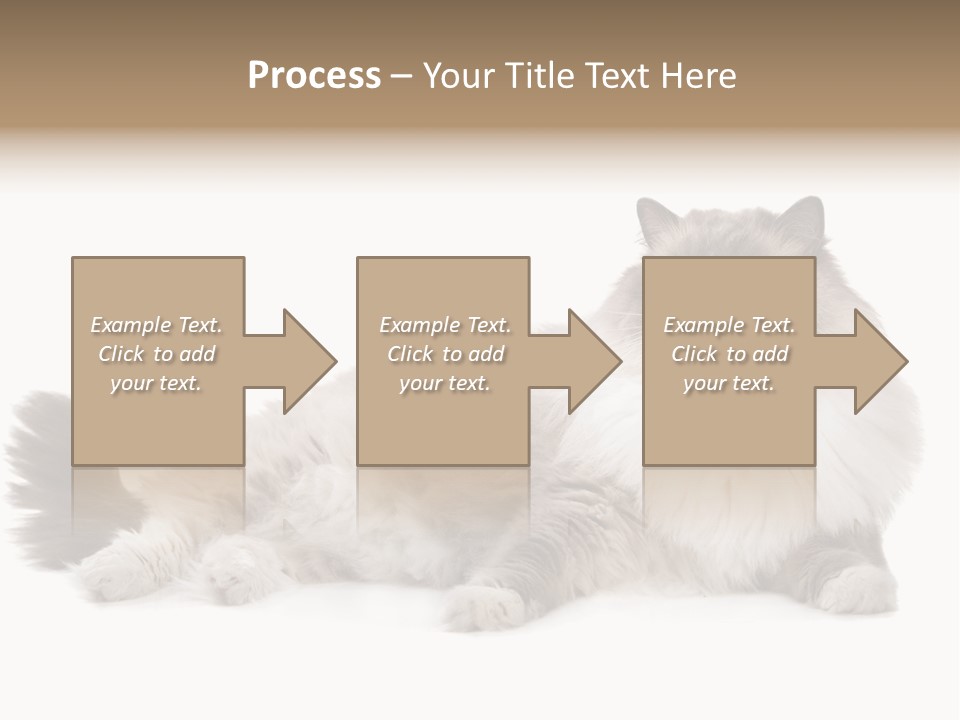 Ragdoll Cat Cat Gray PowerPoint Template