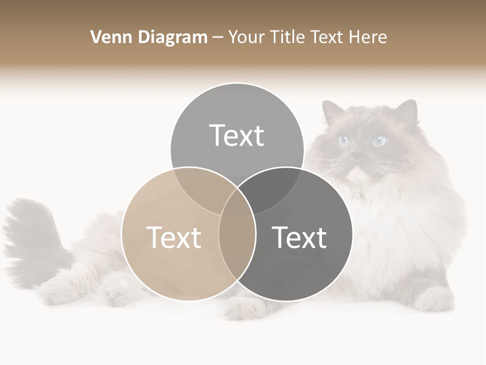 Ragdoll Cat Cat Gray PowerPoint Template