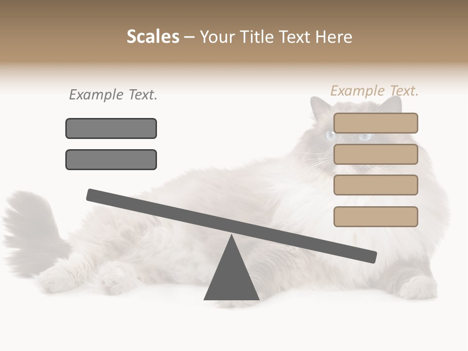 Ragdoll Cat Cat Gray PowerPoint Template