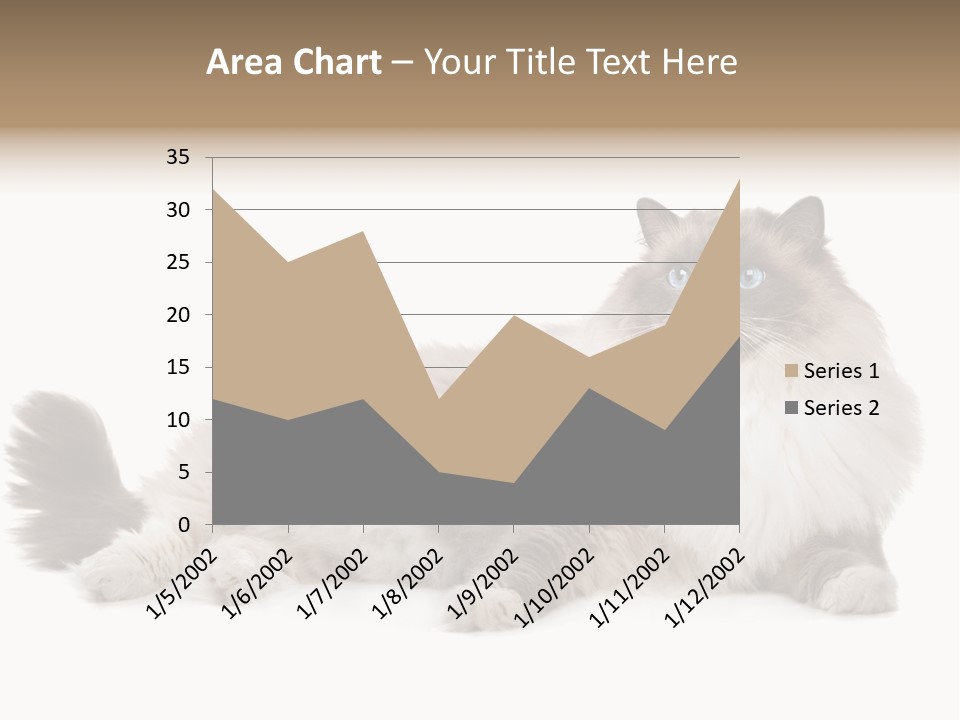 Ragdoll Cat Cat Gray PowerPoint Template