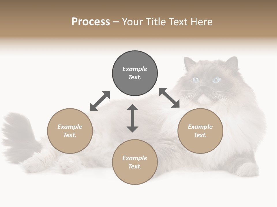 Ragdoll Cat Cat Gray PowerPoint Template