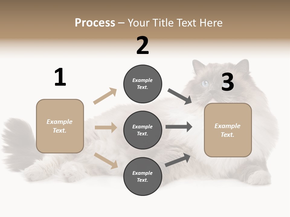 Ragdoll Cat Cat Gray PowerPoint Template