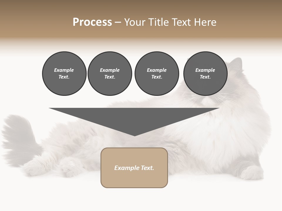 Ragdoll Cat Cat Gray PowerPoint Template