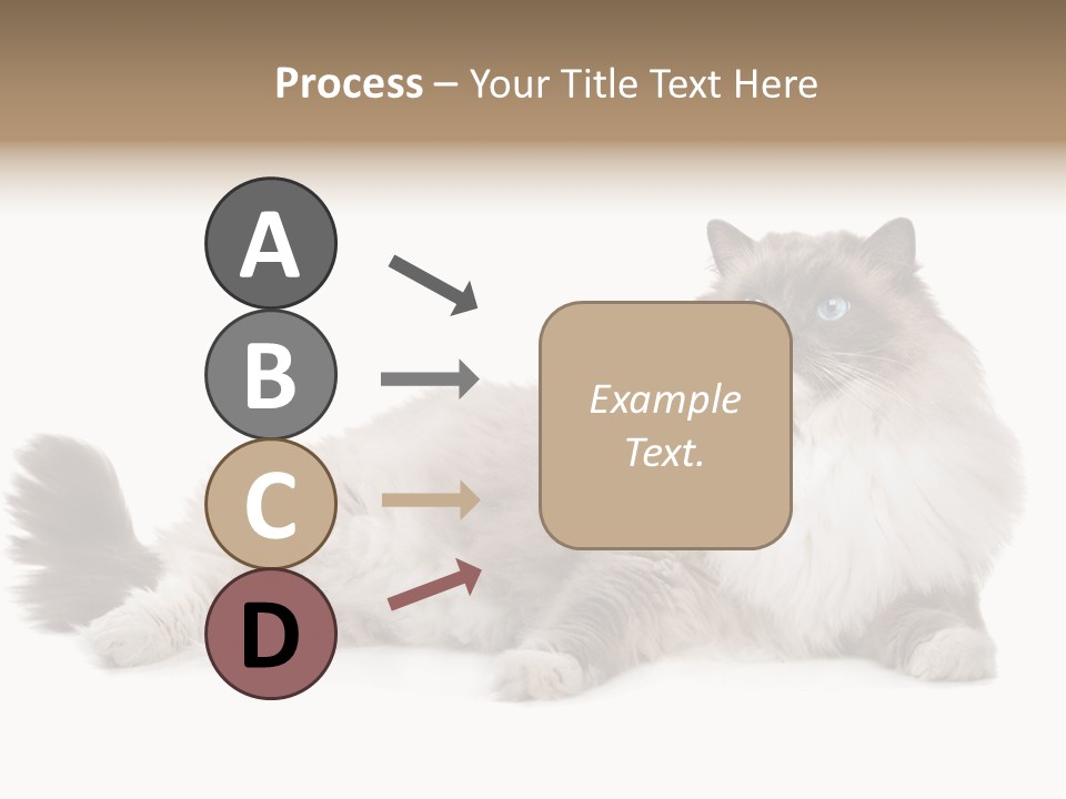 Ragdoll Cat Cat Gray PowerPoint Template