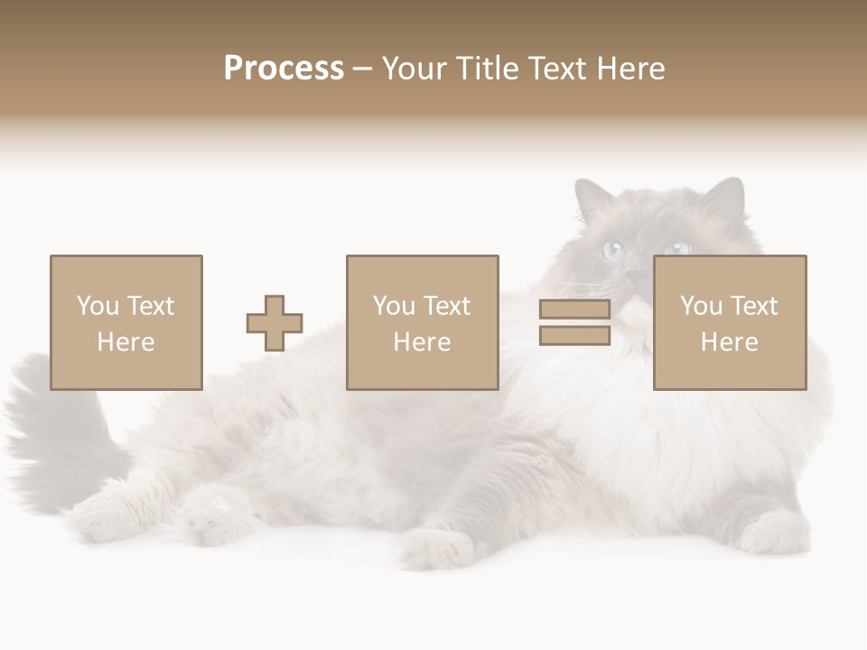 Ragdoll Cat Cat Gray PowerPoint Template