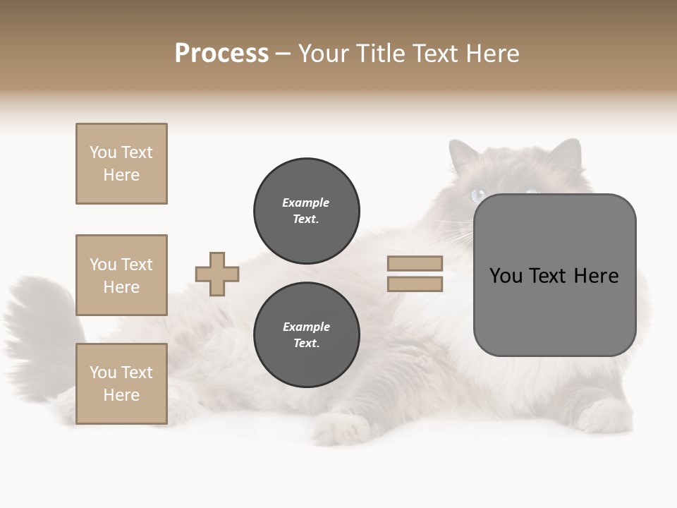 Ragdoll Cat Cat Gray PowerPoint Template