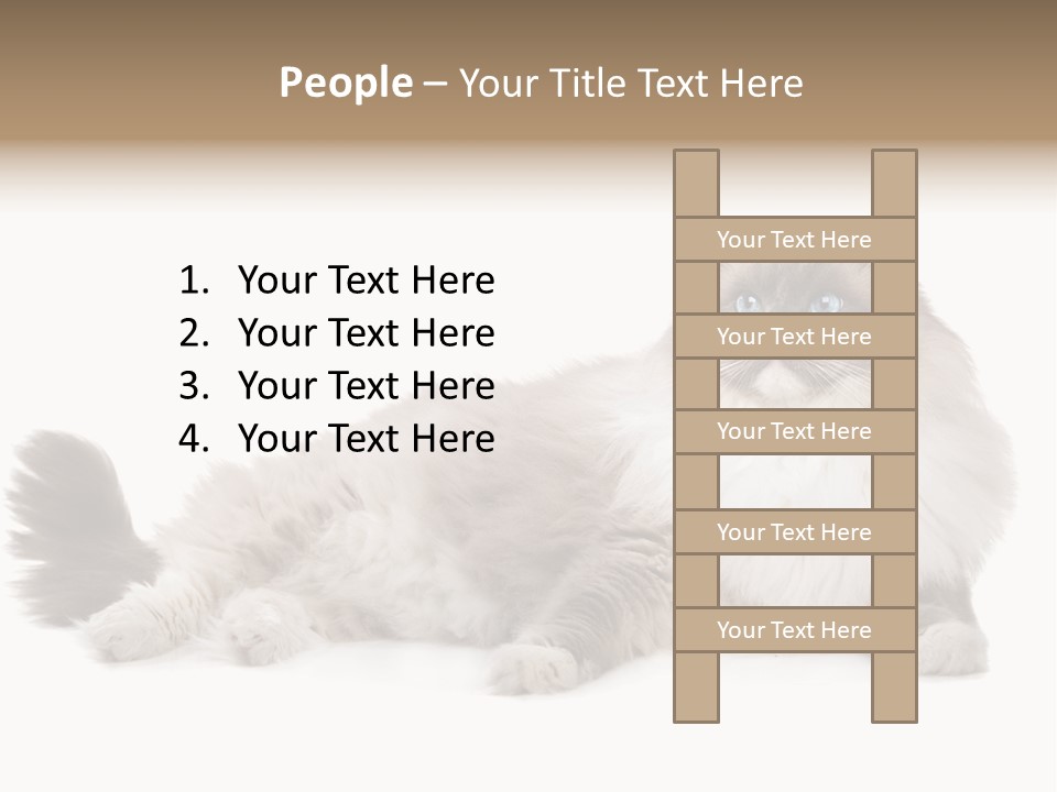 Ragdoll Cat Cat Gray PowerPoint Template