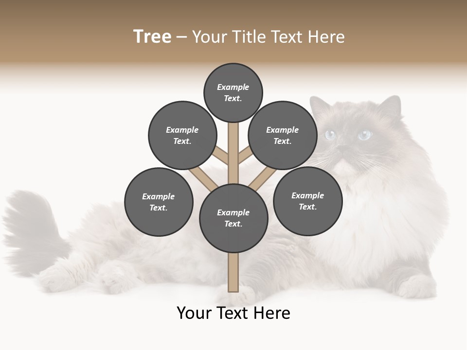 Ragdoll Cat Cat Gray PowerPoint Template