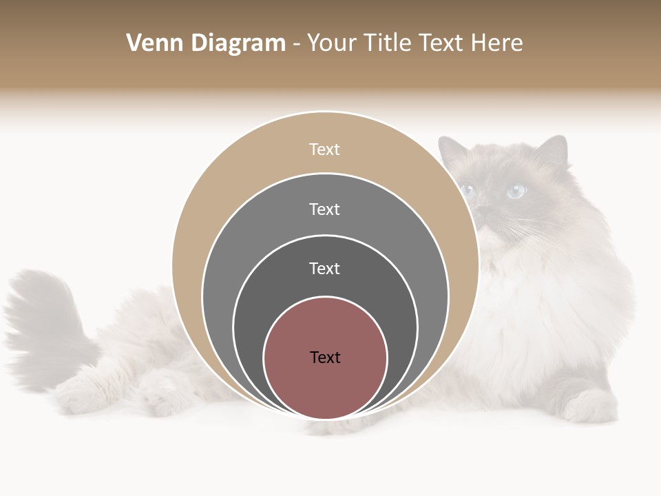 Ragdoll Cat Cat Gray PowerPoint Template