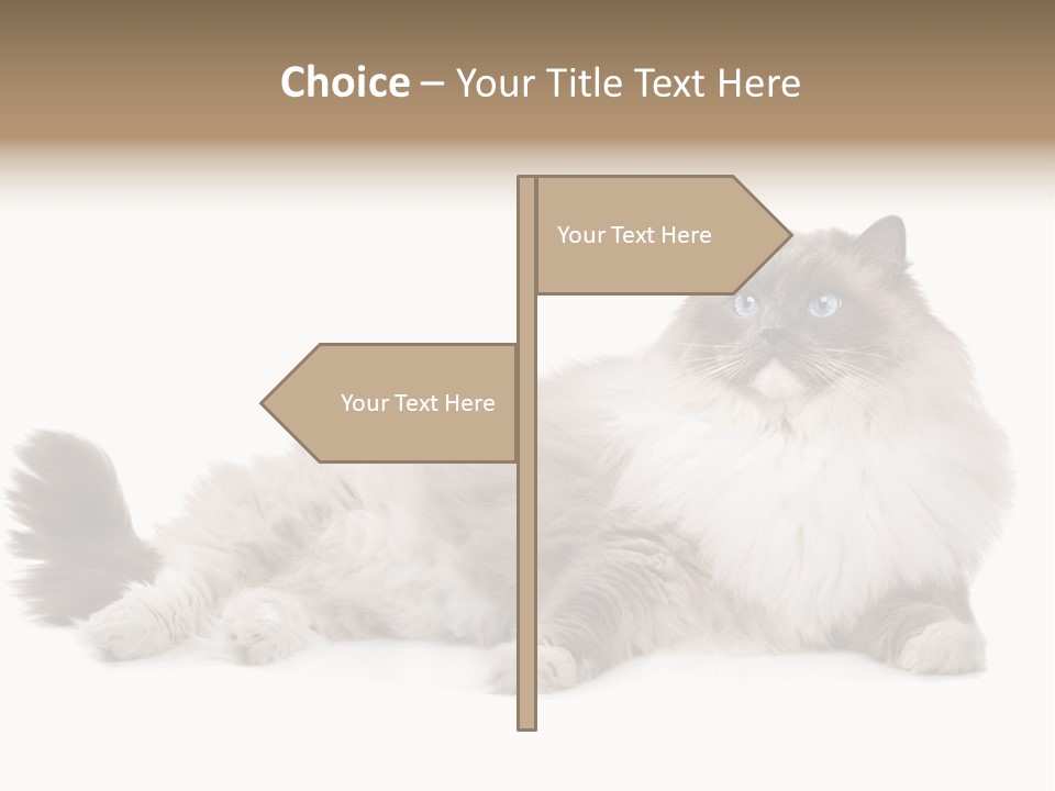 Ragdoll Cat Cat Gray PowerPoint Template