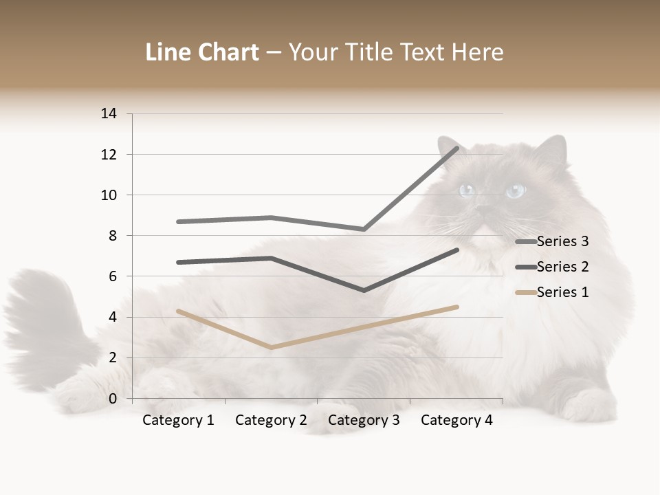 Ragdoll Cat Cat Gray PowerPoint Template