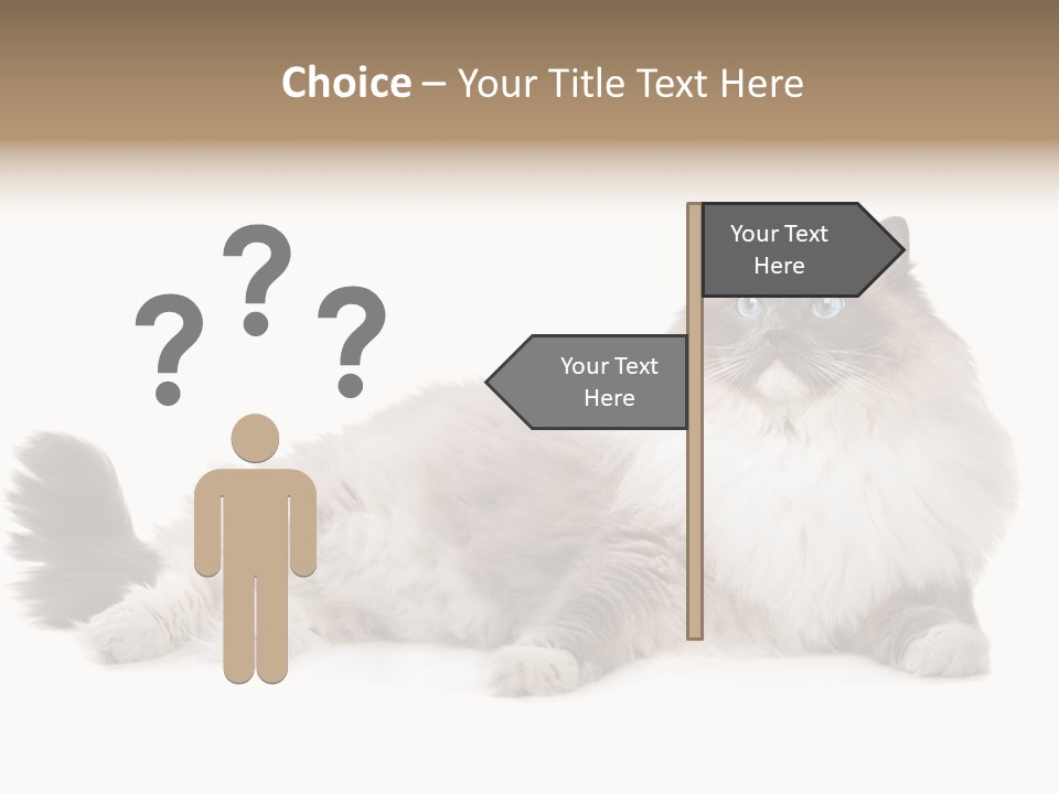 Ragdoll Cat Cat Gray PowerPoint Template