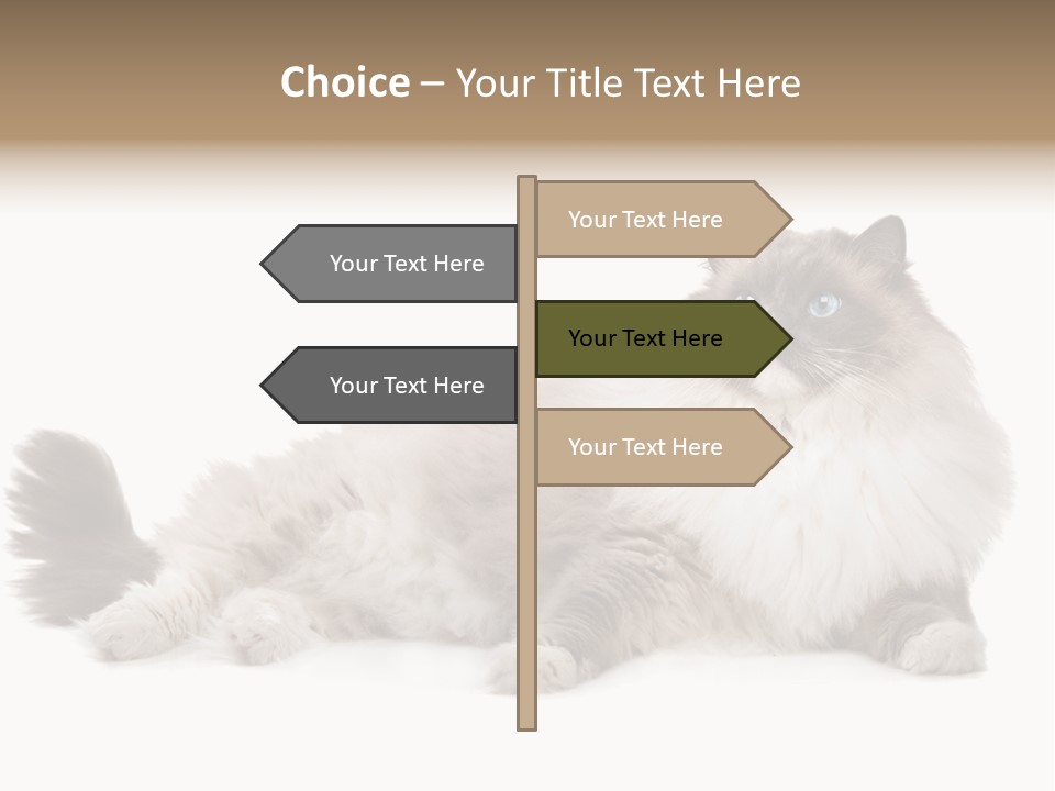 Ragdoll Cat Cat Gray PowerPoint Template