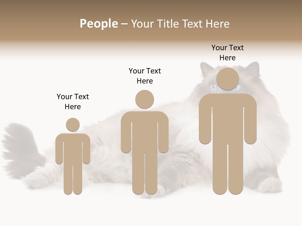 Ragdoll Cat Cat Gray PowerPoint Template