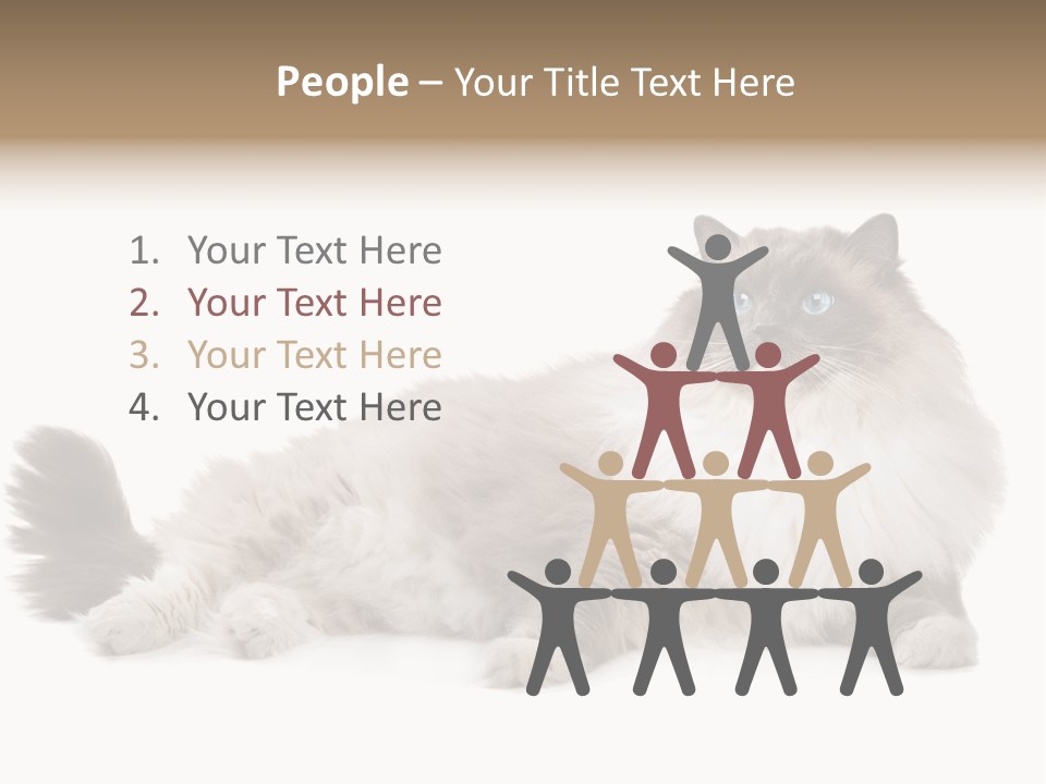 Ragdoll Cat Cat Gray PowerPoint Template