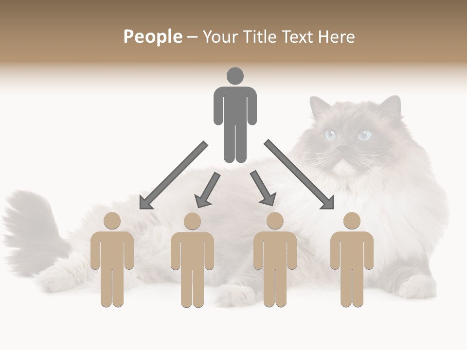 Ragdoll Cat Cat Gray PowerPoint Template