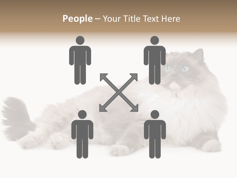 Ragdoll Cat Cat Gray PowerPoint Template