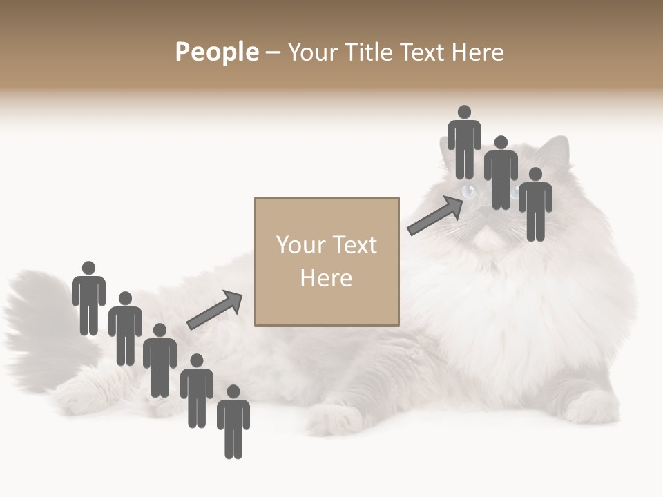 Ragdoll Cat Cat Gray PowerPoint Template