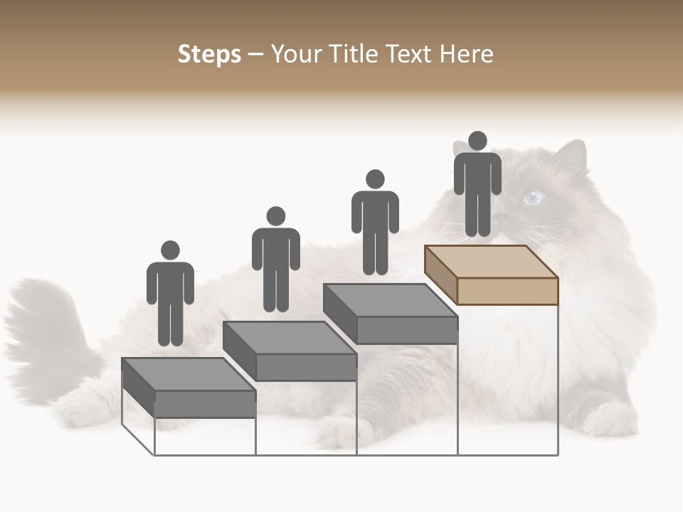 Ragdoll Cat Cat Gray PowerPoint Template