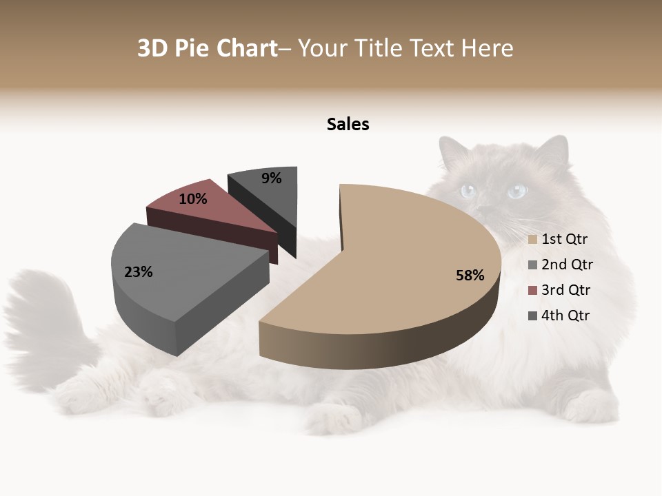 Ragdoll Cat Cat Gray PowerPoint Template