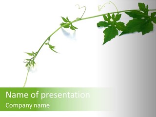 Feuille Petroselinum Sativum Vrilles PowerPoint Template