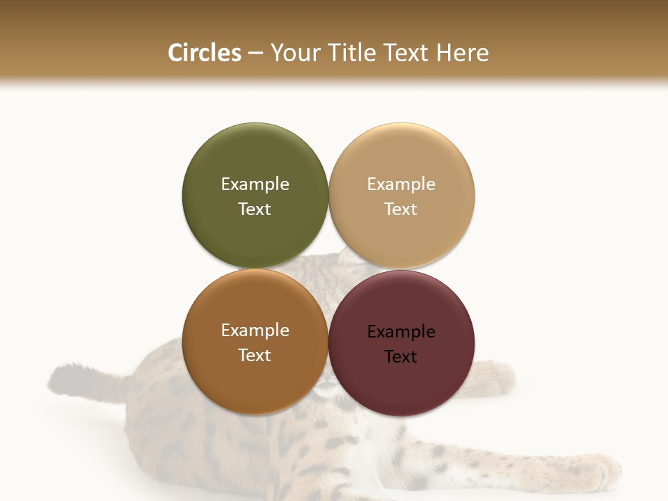 Purebred Cat Ears Isolated On White PowerPoint Template