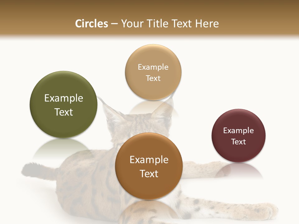 Purebred Cat Ears Isolated On White PowerPoint Template