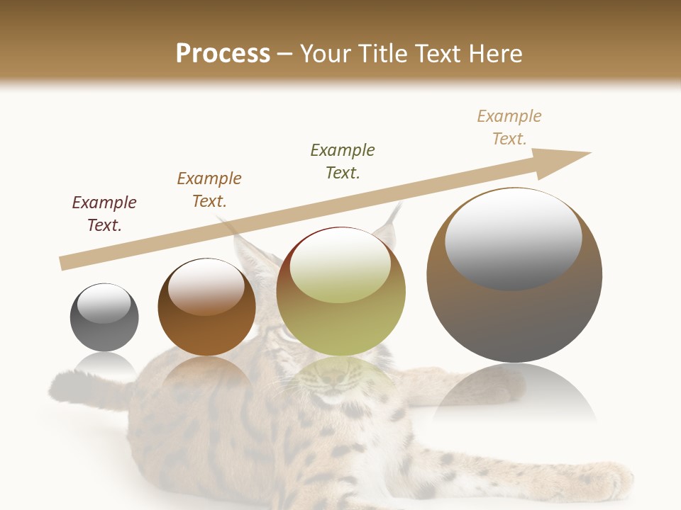 Purebred Cat Ears Isolated On White PowerPoint Template