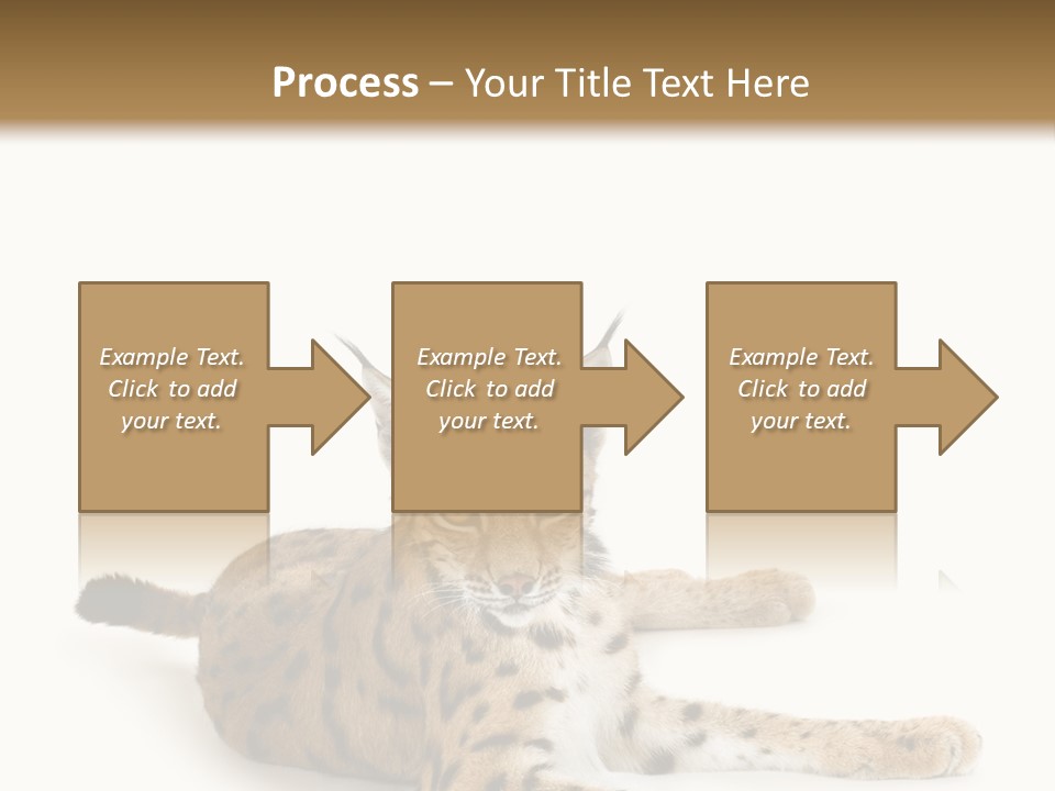 Purebred Cat Ears Isolated On White PowerPoint Template