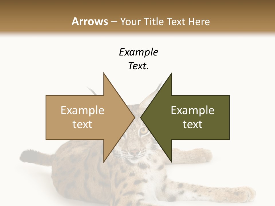 Purebred Cat Ears Isolated On White PowerPoint Template