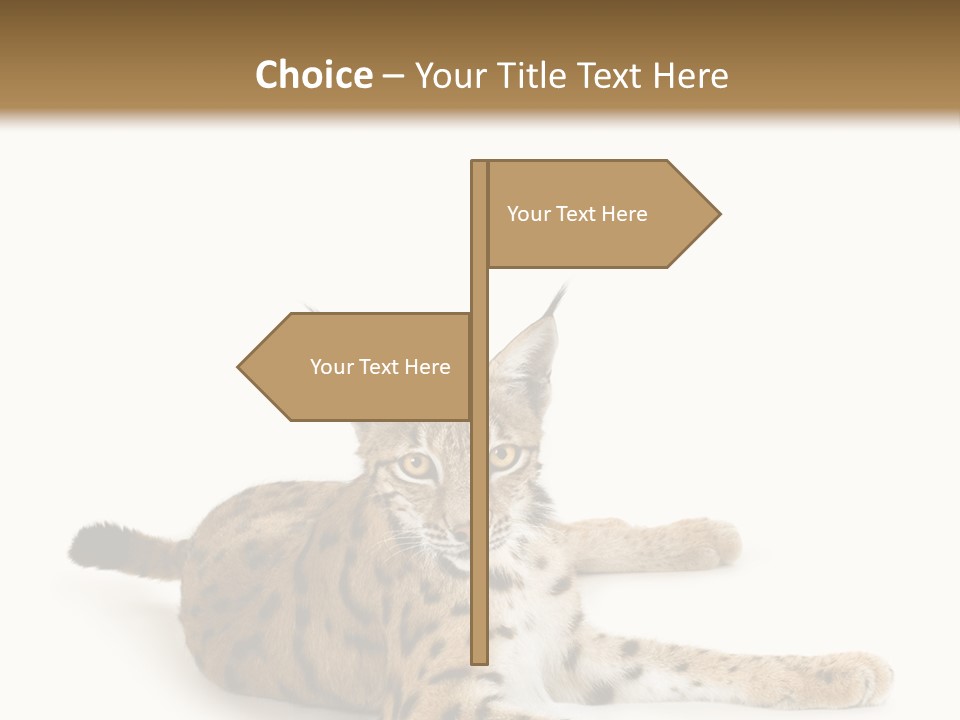 Purebred Cat Ears Isolated On White PowerPoint Template