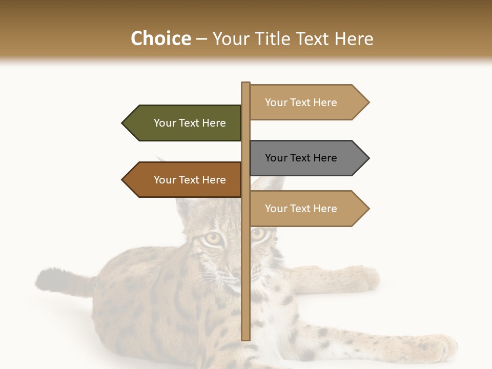 Purebred Cat Ears Isolated On White PowerPoint Template