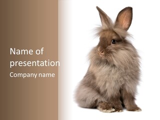 Bunny Longhaired Bunny Rabbit PowerPoint Template