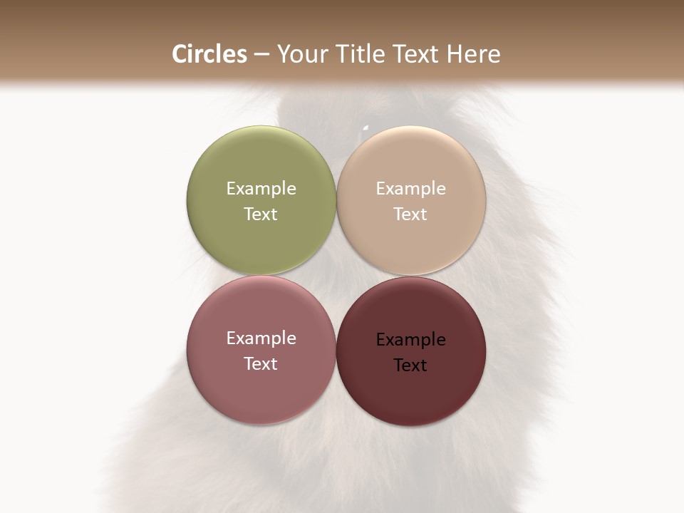 Bunny Longhaired Bunny Rabbit PowerPoint Template