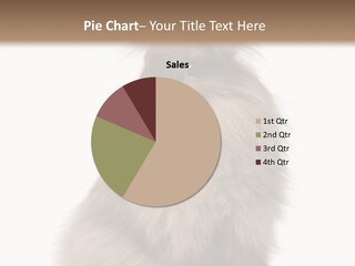 Bunny Longhaired Bunny Rabbit PowerPoint Template