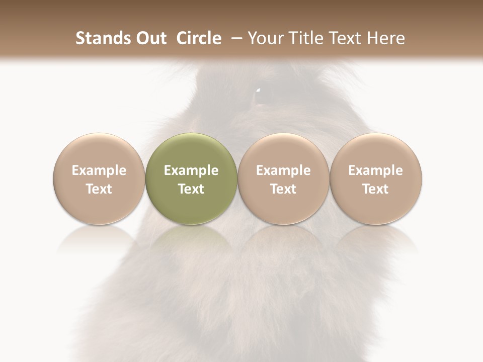 Bunny Longhaired Bunny Rabbit PowerPoint Template
