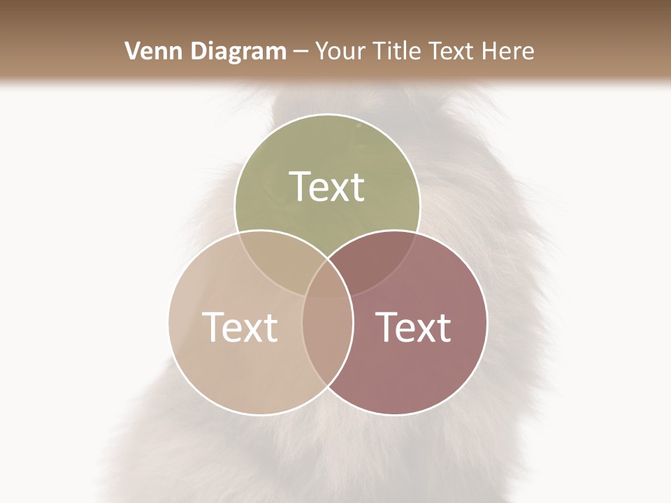 Bunny Longhaired Bunny Rabbit PowerPoint Template